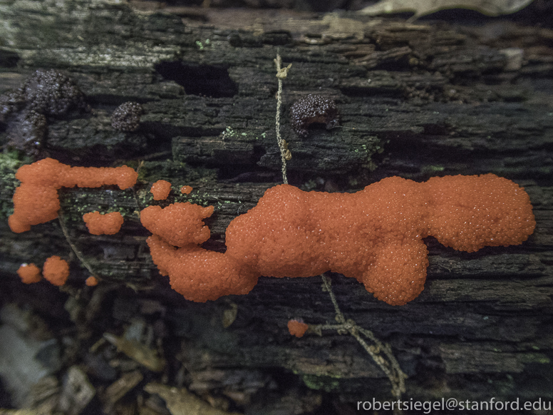 red slime mold